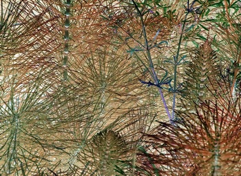 N 078C